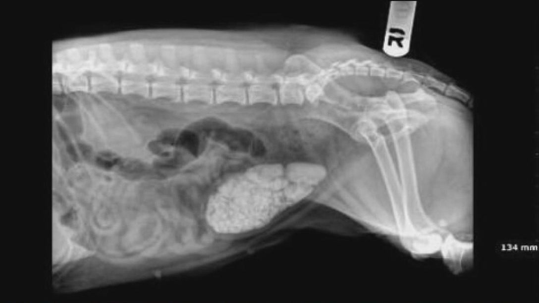 Dog recovering after bladder stone discovery
